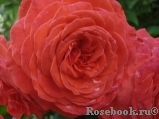 Baccara ® Baccara ®