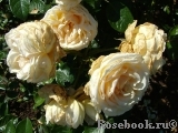 Cream Abundance Cream Abundance