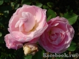 Morden Blush Morden Blush