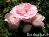 Morden Blush Morden Blush