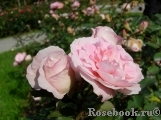 Morden Blush Morden Blush