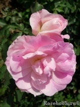 Morden Blush Morden Blush