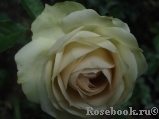 Lovely Green ® Lovely Green ®