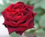 Mildred Scheel Mildred Scheel
