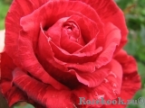 Red Intuition Red Intuition