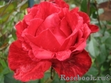 Red Intuition Red Intuition