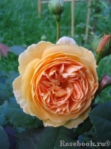 Crown Princess Margareta® Crown Princess Margareta®