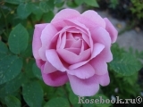 Mary Rose Mary Rose
