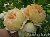 Crown Princess Margareta® Crown Princess Margareta®
