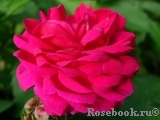 Rose de Rescht Rose de Rescht