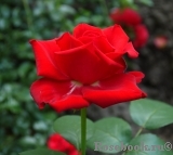 Grande Amore Grande Amore