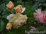 Crown Princess Margareta® Crown Princess Margareta®