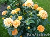 Goldelse Goldelse