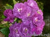 Rhapsody in Blue Rhapsody in Blue