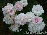 Morden Blush Morden Blush