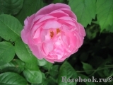 Mary Rose Mary Rose