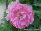 Mary Rose Mary Rose