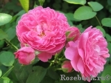 Mary Rose Mary Rose