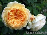 Crown Princess Margareta® Crown Princess Margareta®