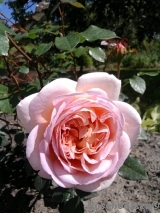 Abraham Darby Abraham Darby