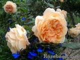 Crown Princess Margareta® Crown Princess Margareta®