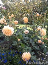 Crown Princess Margareta® Crown Princess Margareta®