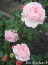Mariatheresia Mariatheresia