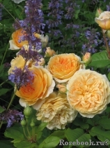 Crown Princess Margareta® Crown Princess Margareta®