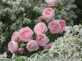 Morden Blush Morden Blush