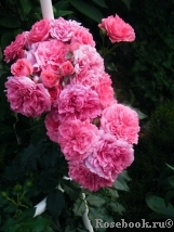 Rosarium Uetersen Rosarium Uetersen