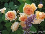 Crown Princess Margareta® Crown Princess Margareta®