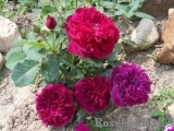 Darcey Bussell Darcey Bussell