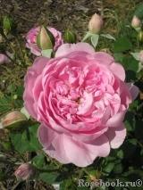 Harlow Carr Harlow Carr