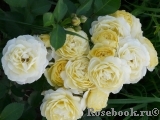 Golden Border Golden Border
