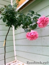 Home & Garden Home & Garden