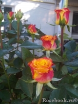 Tequila Sunrise Tequila Sunrise