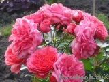 Rosarium Uetersen Rosarium Uetersen