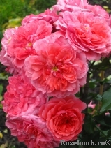 Rosarium Uetersen Rosarium Uetersen