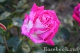 Rose Gaujard  