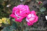 Rose Gaujard  