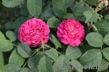 Rose de Rescht Rose de Rescht