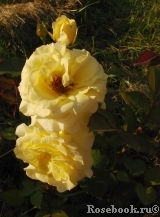 Sonnensсhirm Sonnensсhirm