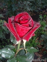 Black Baccara Black Baccara