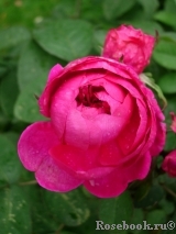Rose de Rescht Rose de Rescht