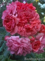 Rosarium Uetersen Rosarium Uetersen
