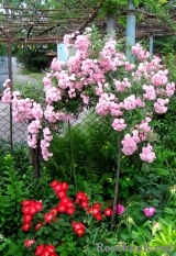 Heavenly Pink Heavenly Pink