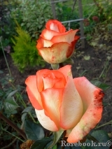 Blush Blush