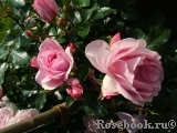 Rosenfee Rosenfee