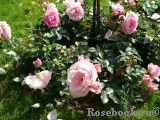 Rosenfee Rosenfee
