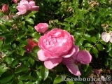 Rosenfee Rosenfee